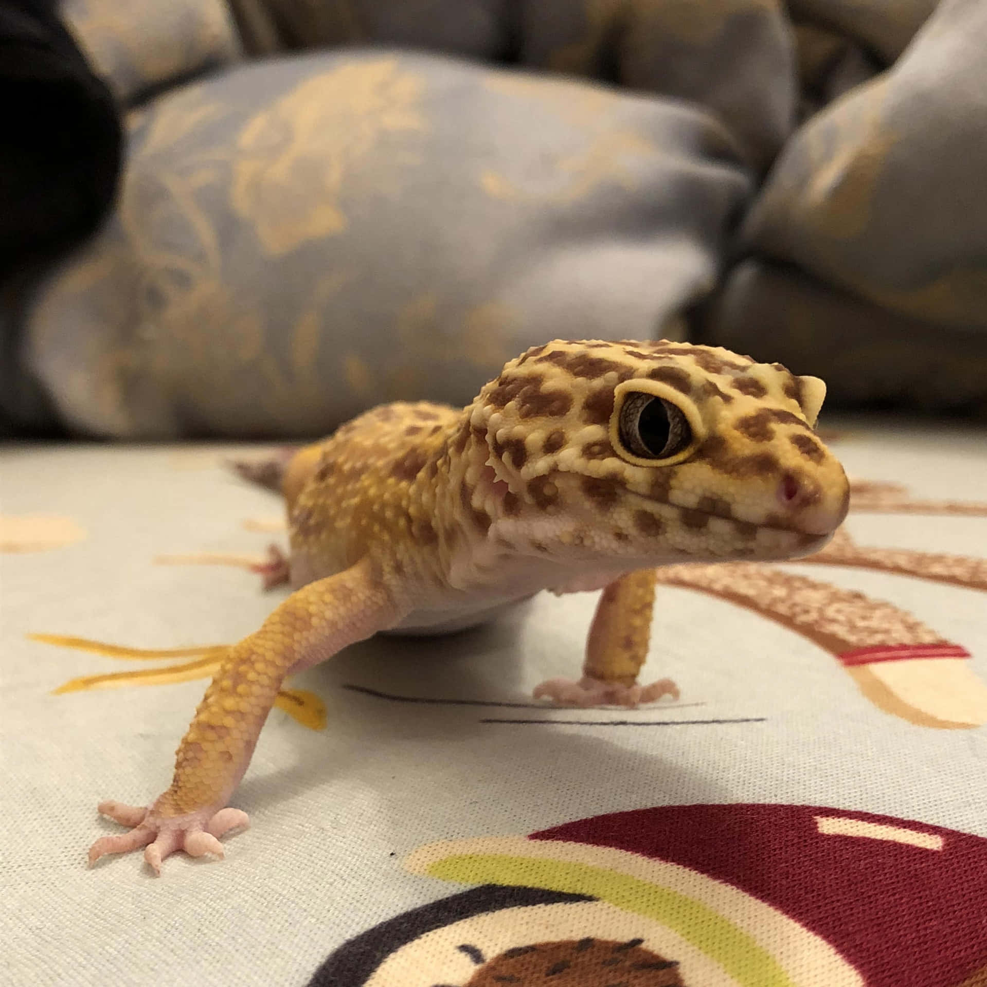 Geckosul Muro