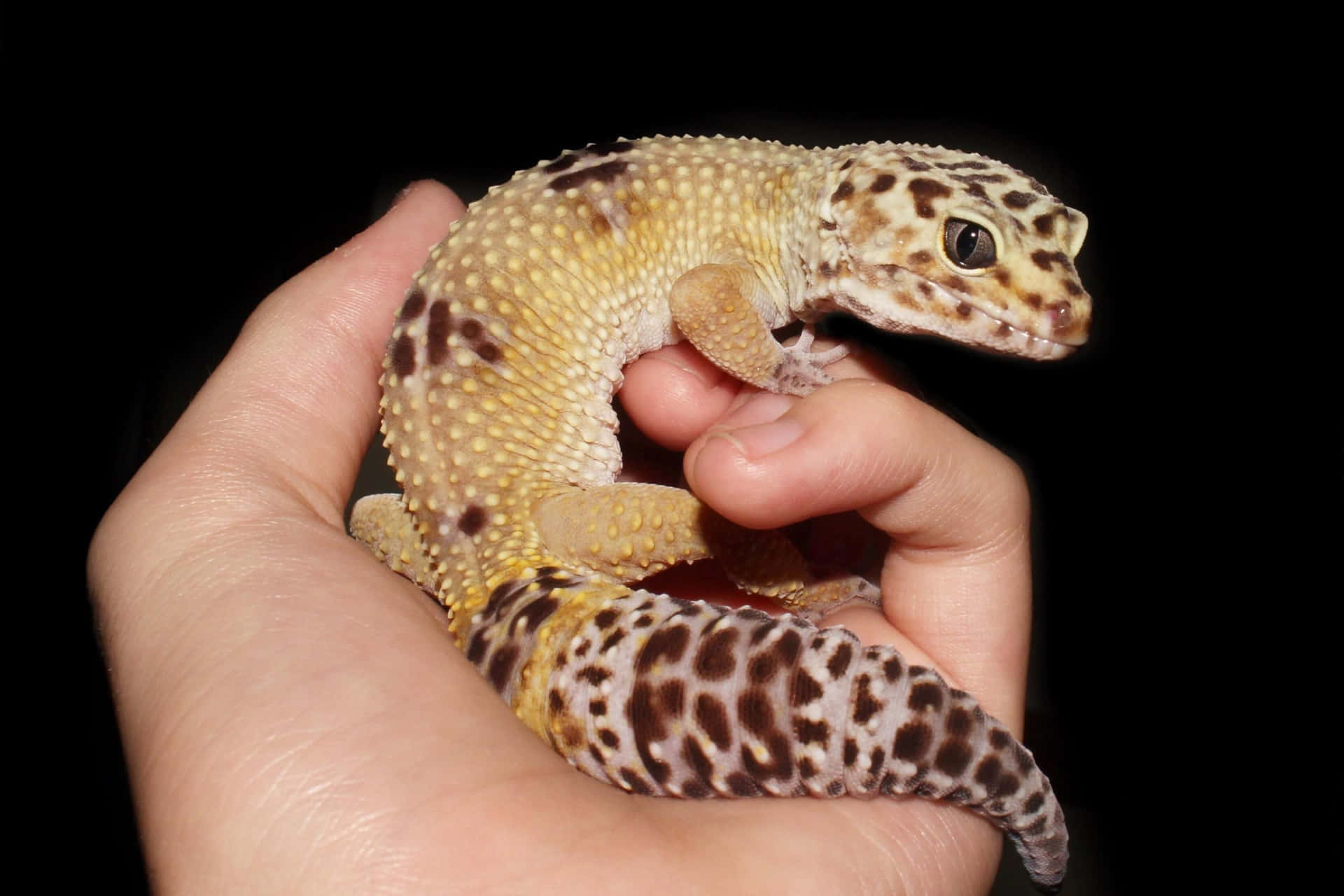 Enperson Som Håller En Liten Gecko I Sin Hand.