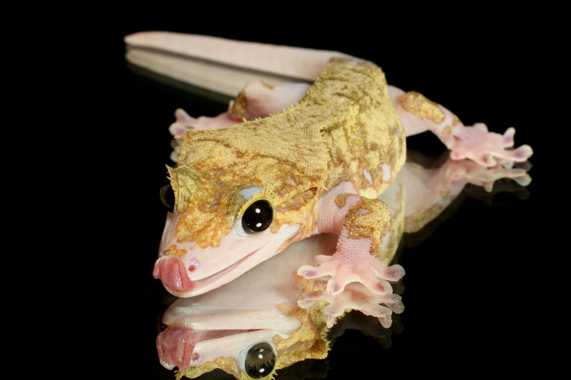 Geckoun Hermoso Gecko Posado En Una Roca Y Listo Para Explorar.