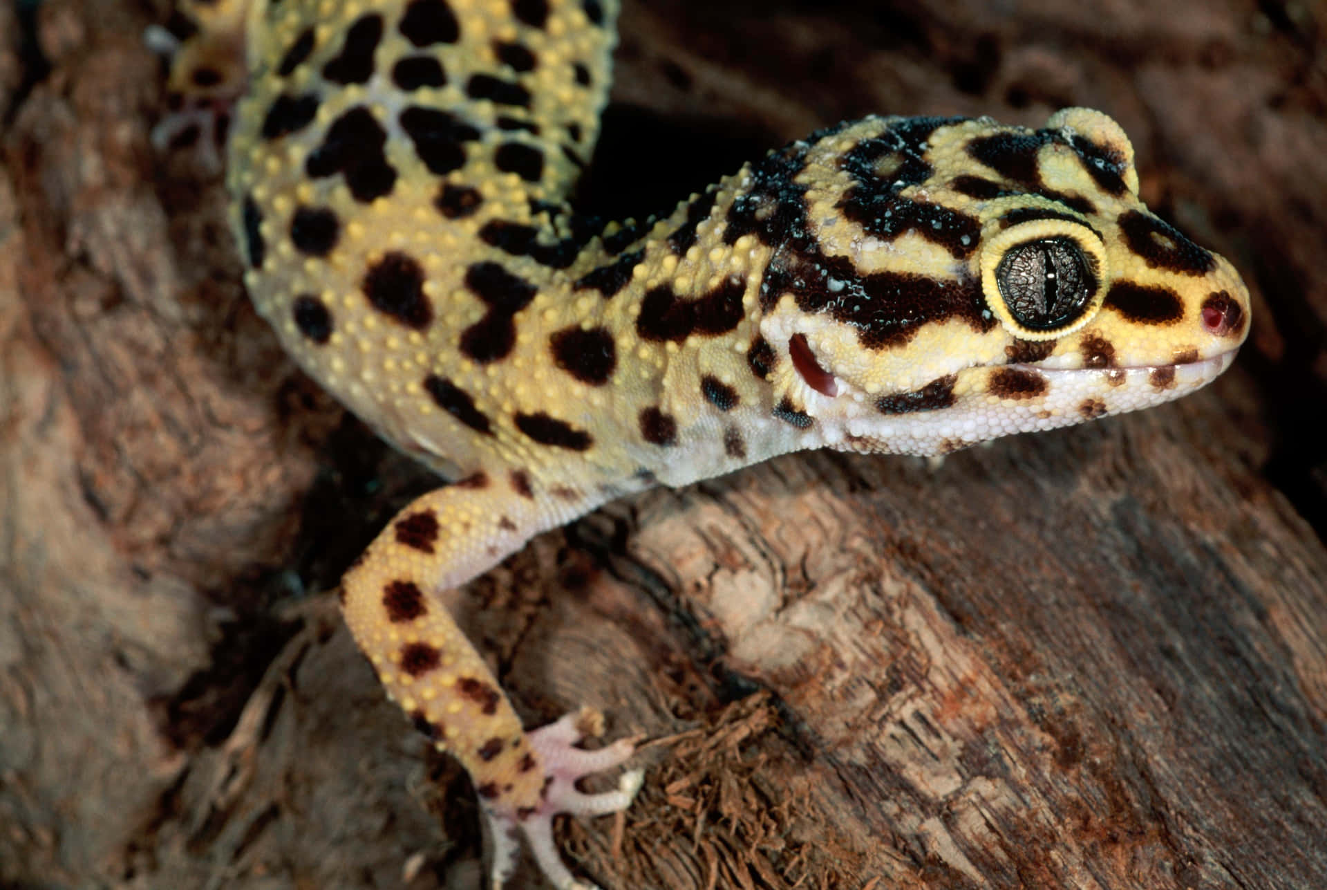 Diesesnahaufnahme-bild Eines Geckos Zeigt Sein Wunderschönes Muster.