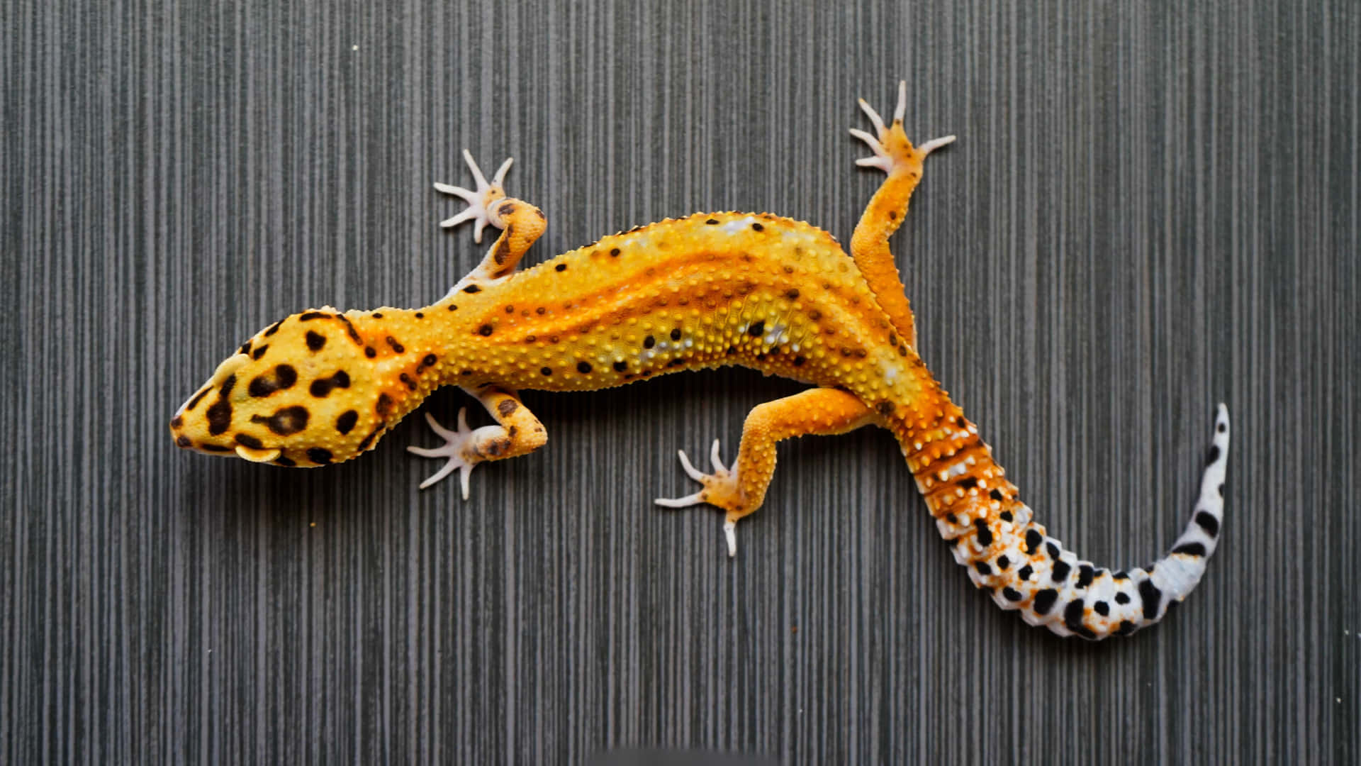 A Close-up of a Gecko