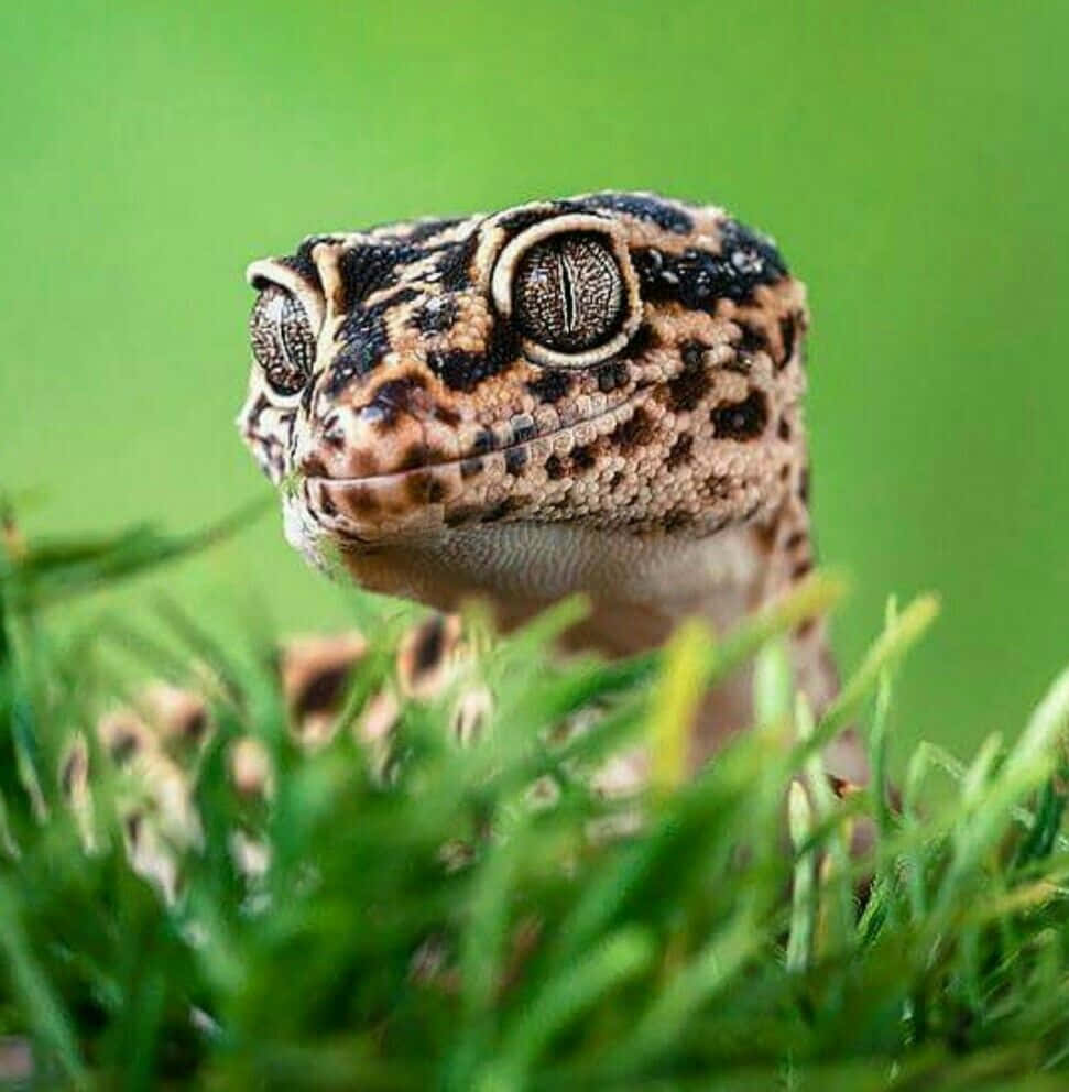Gorgeous Gecko in its Natural Habitat