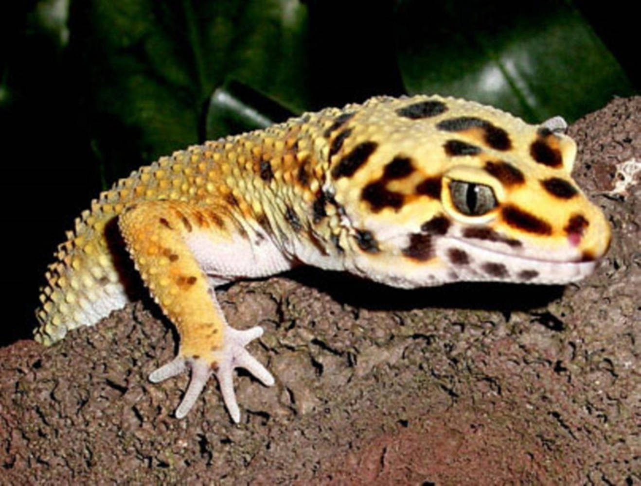 Gecko With Black Spots On Rock Background