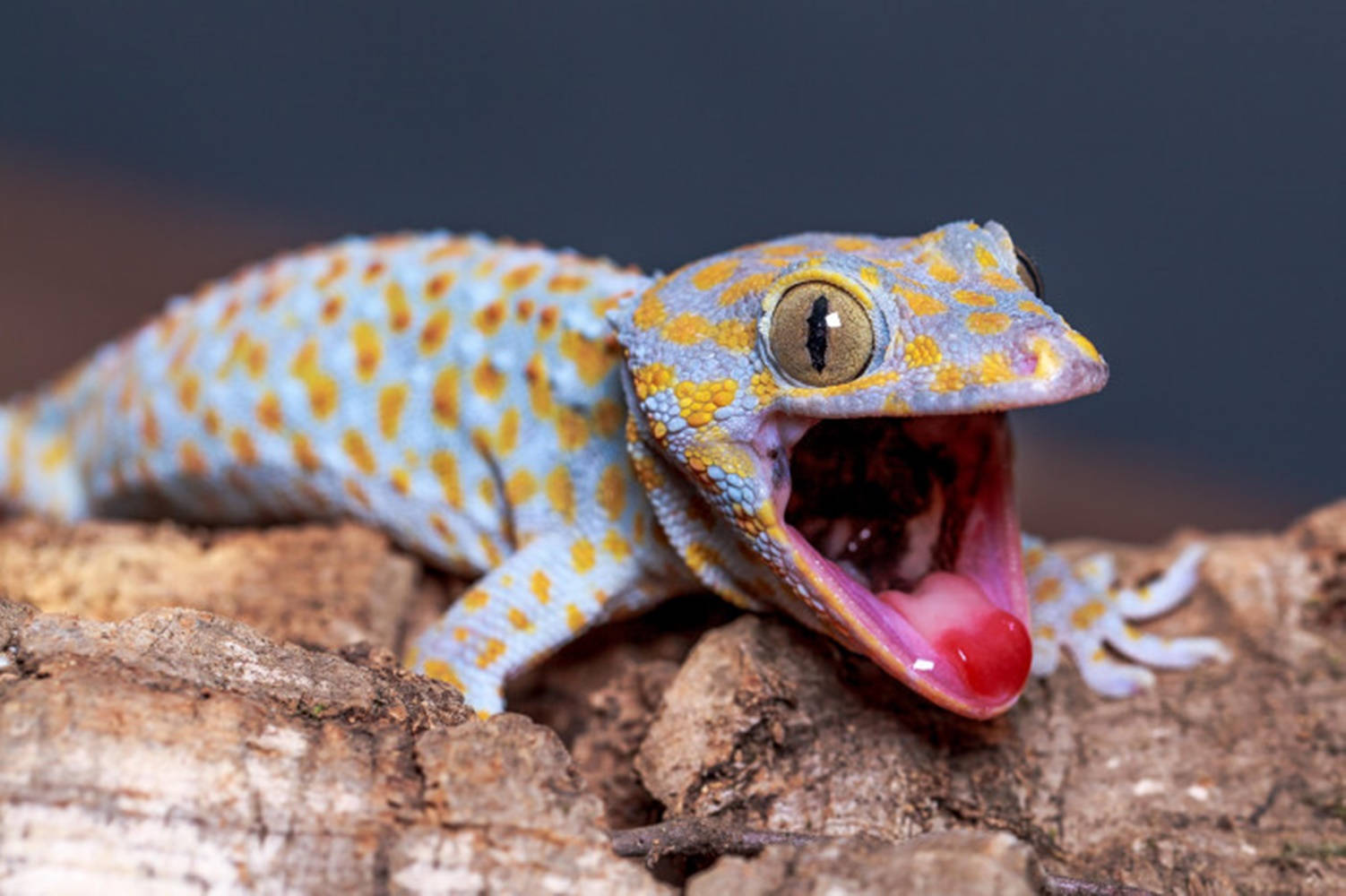 Gecko With Mouth Opened Background