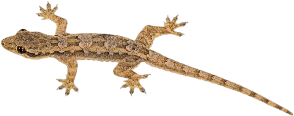 Geckoon Transparent Background.png PNG
