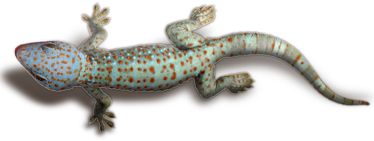 Geckowith Orange Spots PNG