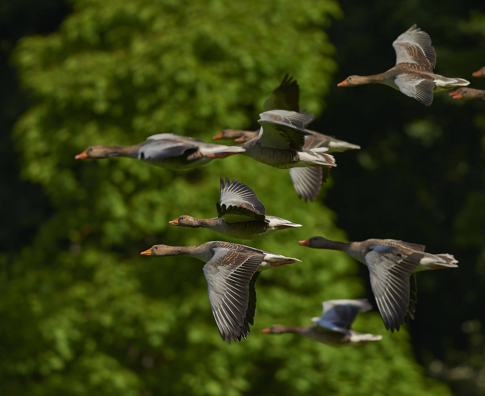 Geese Birds Flying In Tilt-Shift Lens Wallpaper