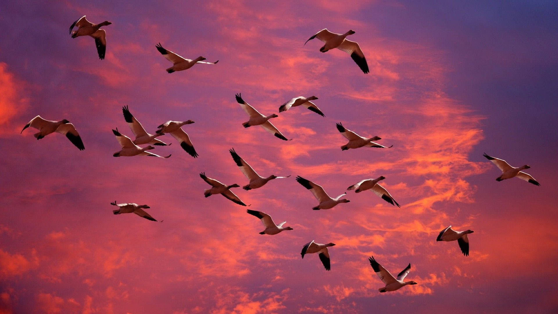 Gæs fugle der flyver over den lilla-pink himmel Wallpaper