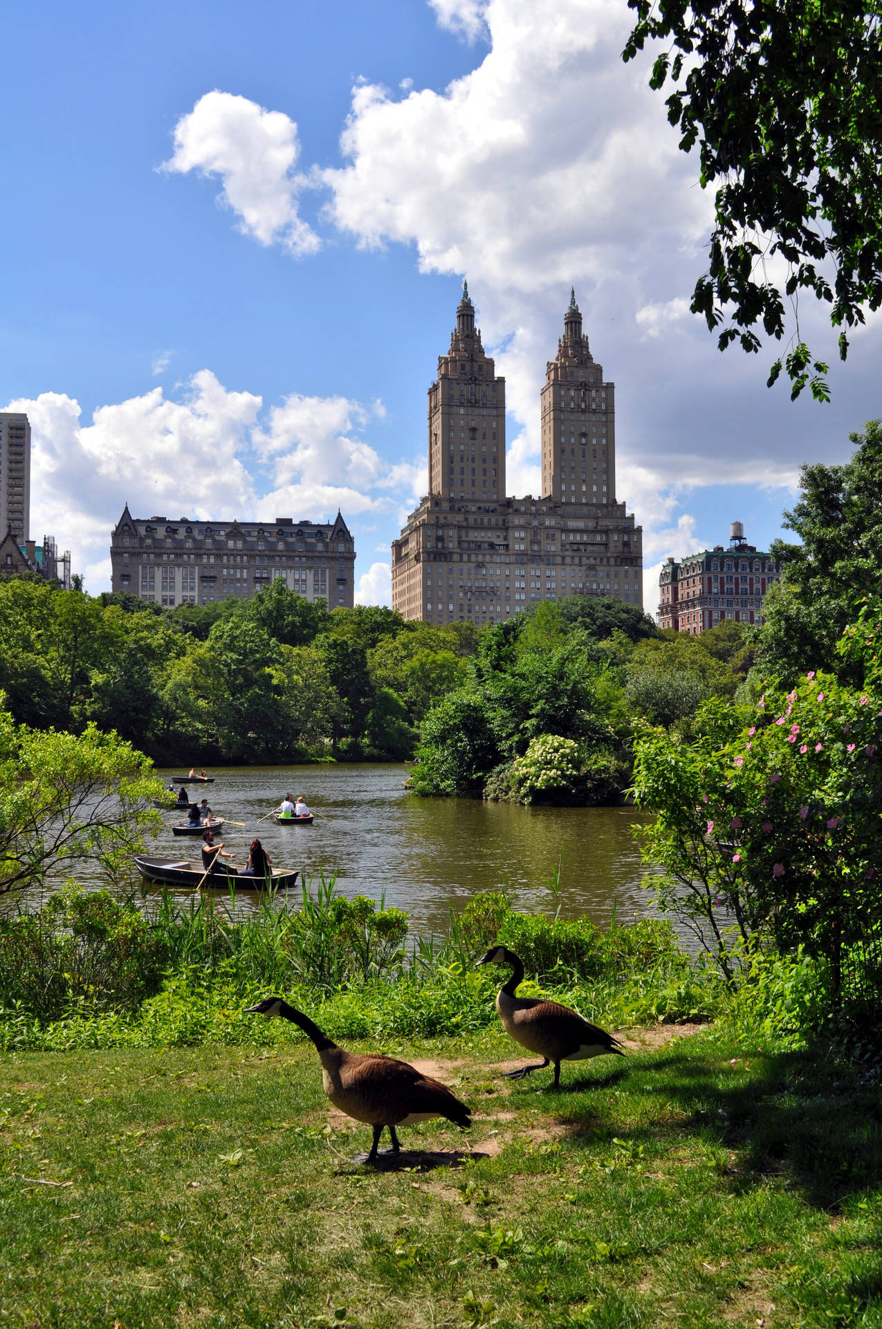 Geese Exploring Central Park Wallpaper