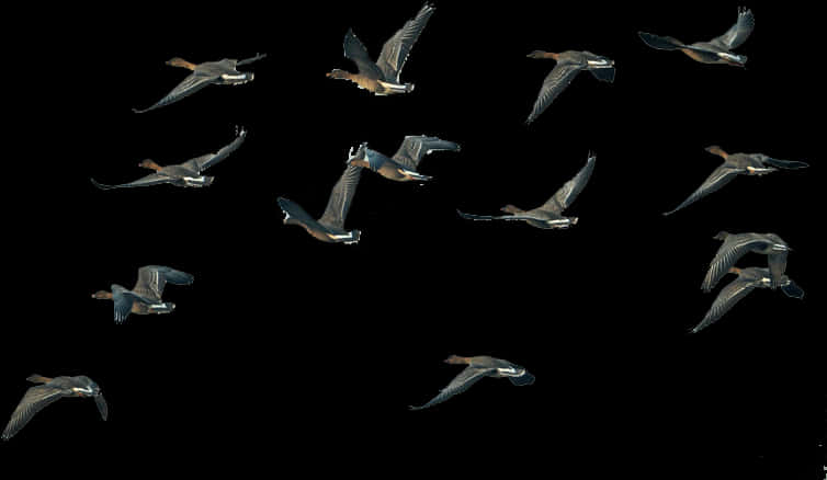 Geese In Flight Sequence PNG