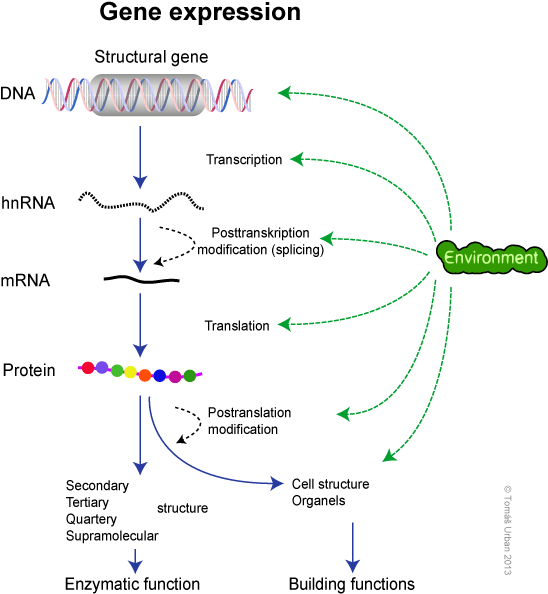 Gene_ Expression_ Process_ Diagram PNG