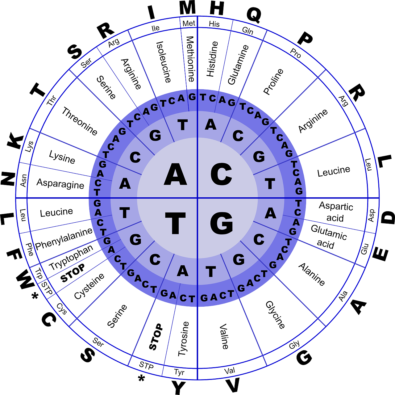 Genetic Code Chart Circular Representation PNG