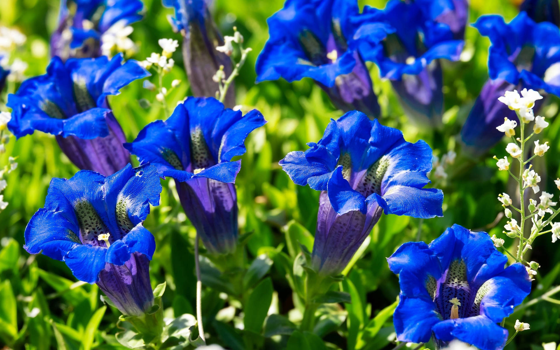 Gentians Blue Flower Background Wallpaper