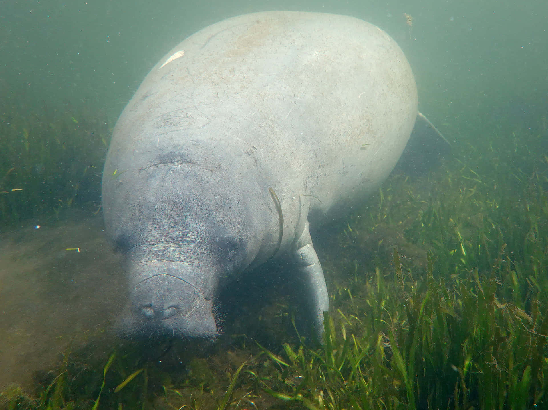 Download Gentle Giant Manatee Underwater.jpg Wallpaper | Wallpapers.com