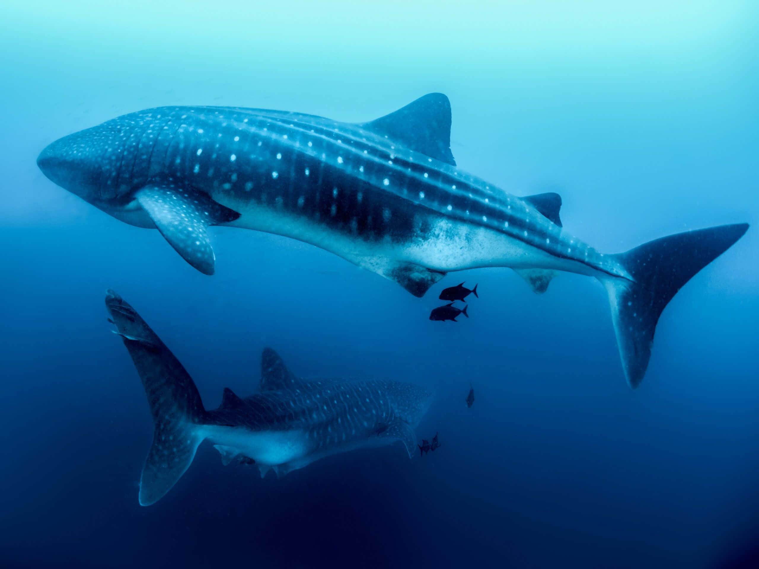 Gentle Giant Of The Sea: Magnificent Whale Shark Wallpaper