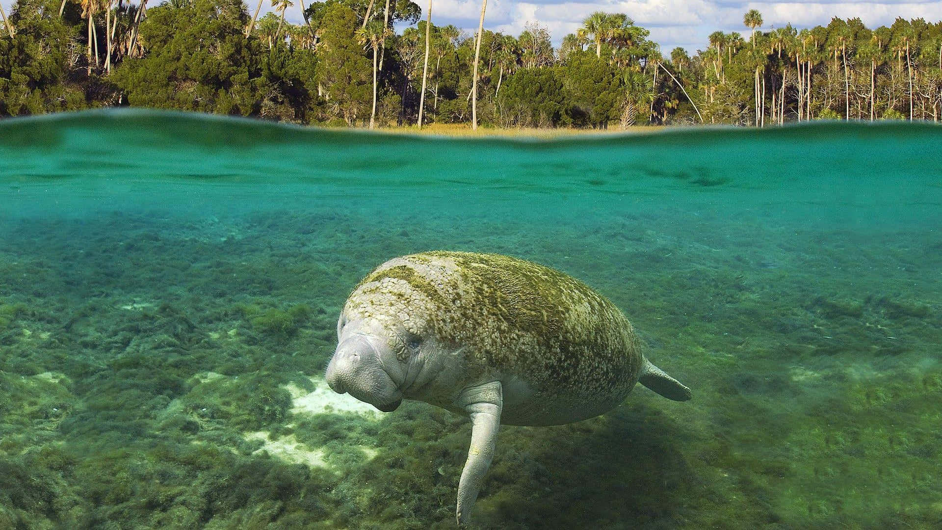 Gentle Giants Gliding Underwater Wallpaper