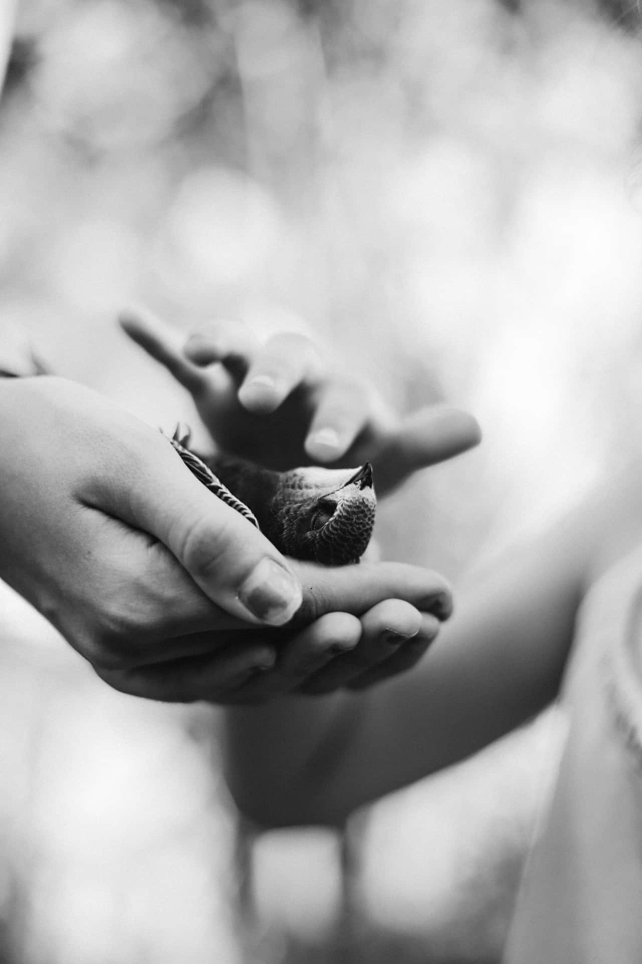 Zachte Handen Die Vogel Vasthouden Achtergrond