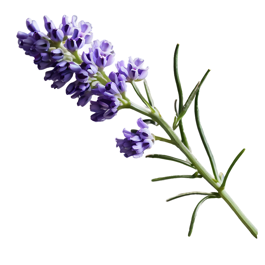 Gentle Lavender Sprig Png Kri6 PNG