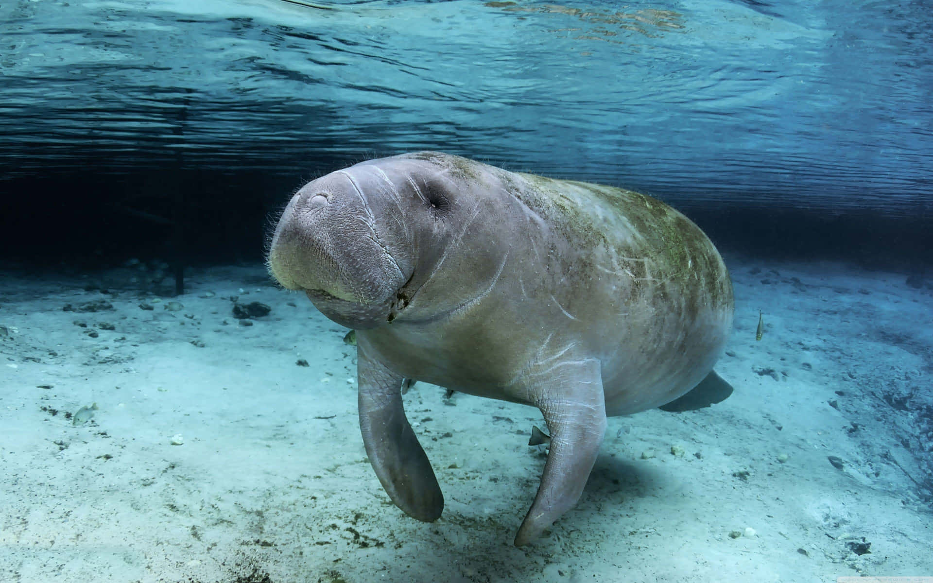 Gentle Manatee Underwater Wallpaper