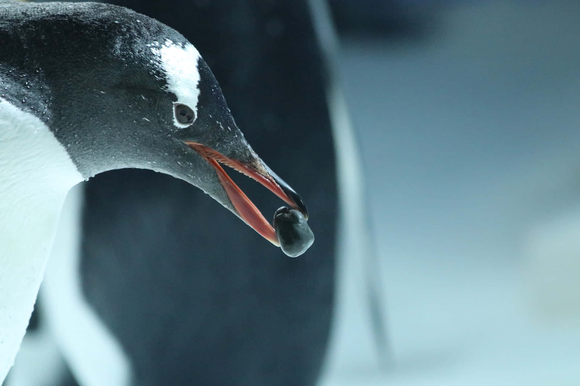 Gentoo Penguin Close Up Wallpaper