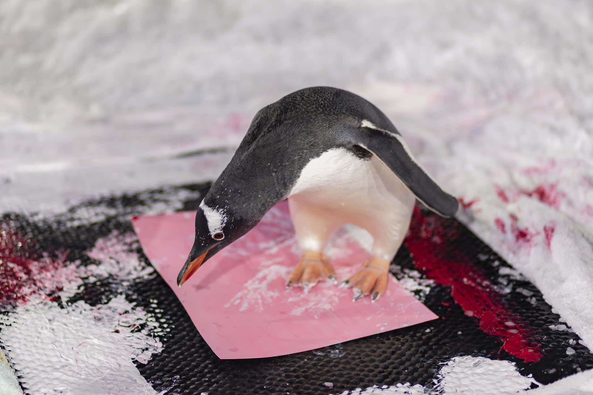 Gentoo Penguin Painting Activity Wallpaper