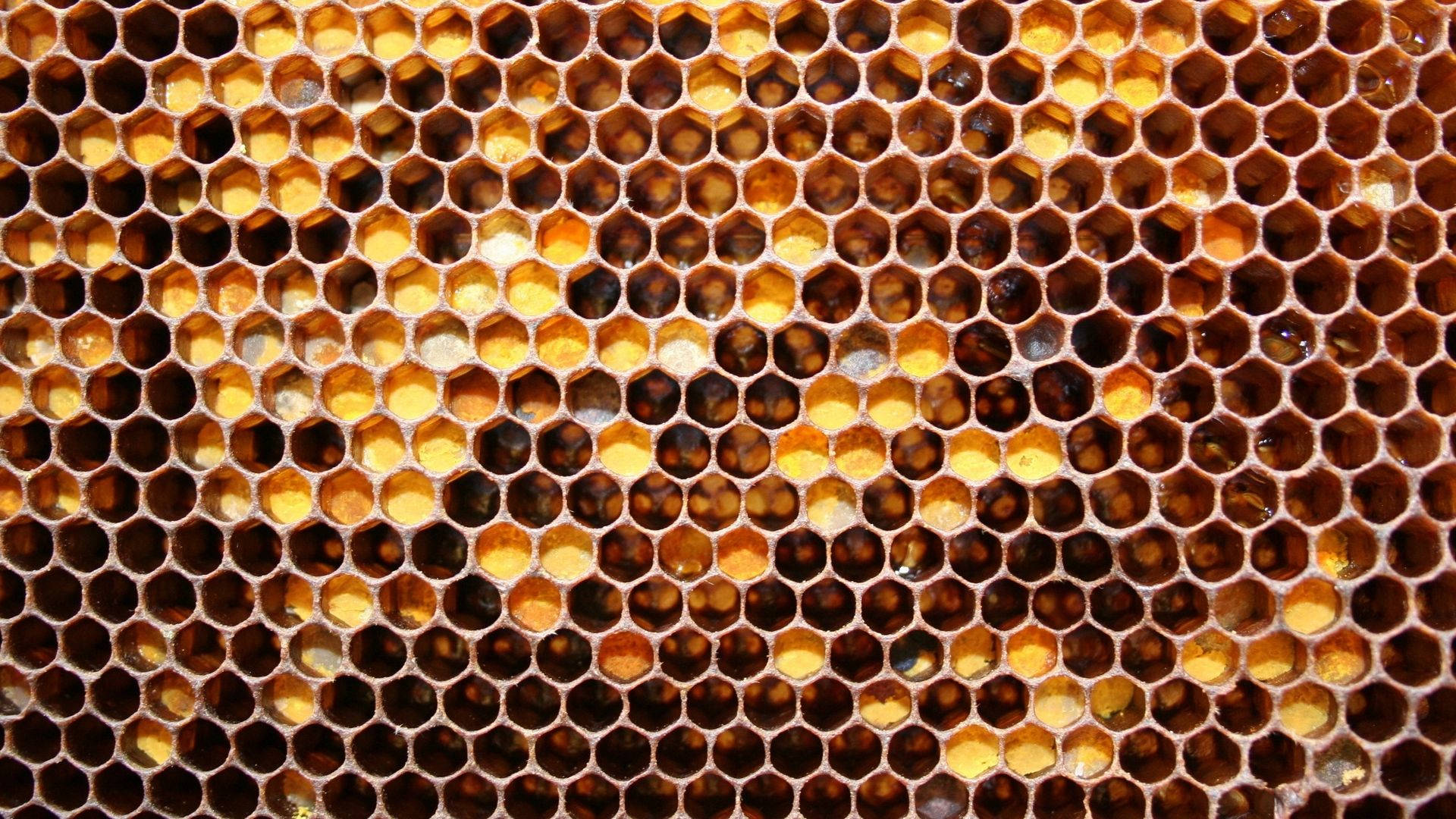Geometric Honey Beehive Wallpaper
