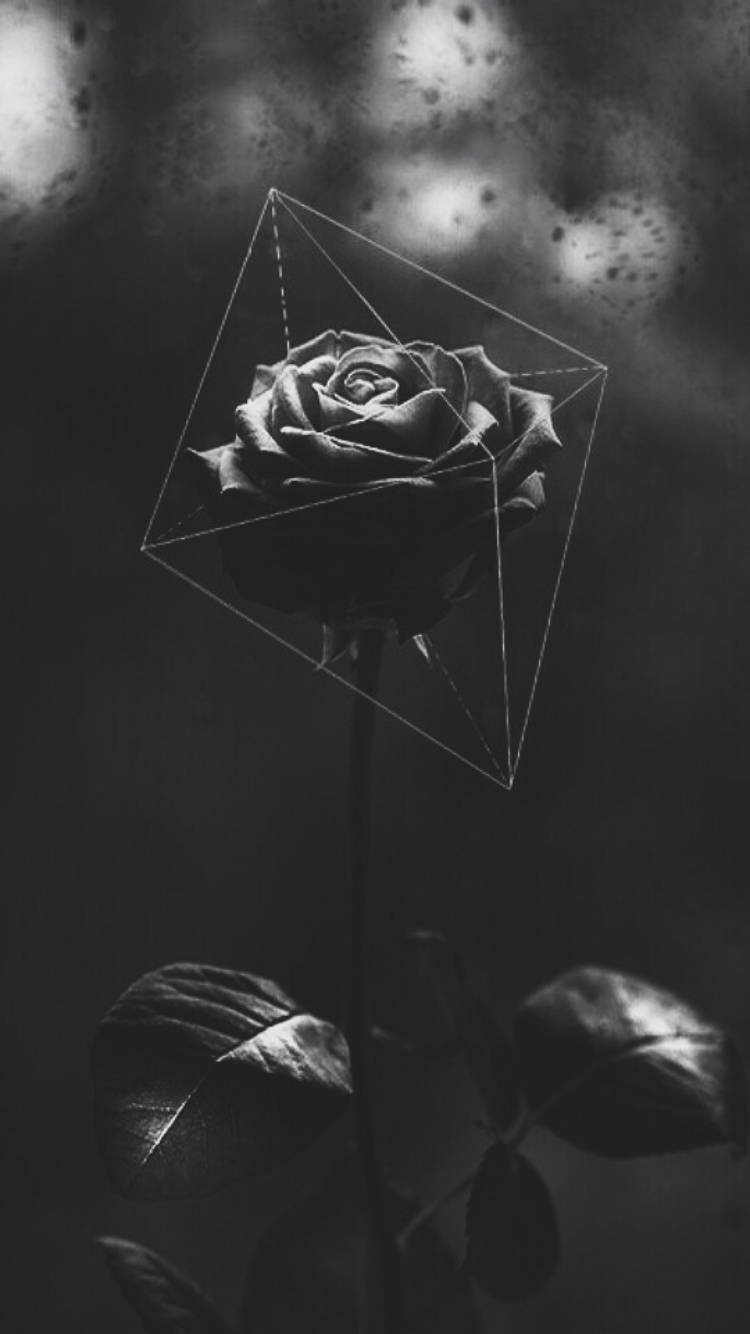 Dead rose w quote on spine  Black aesthetic wallpaper Rose wallpaper  Rosé aesthetic