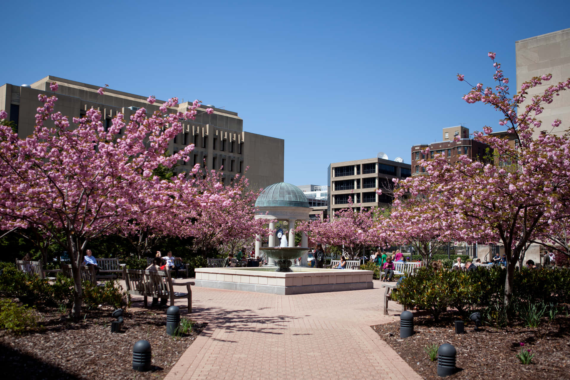 George Washington University With Cherry Blossom Wallpaper