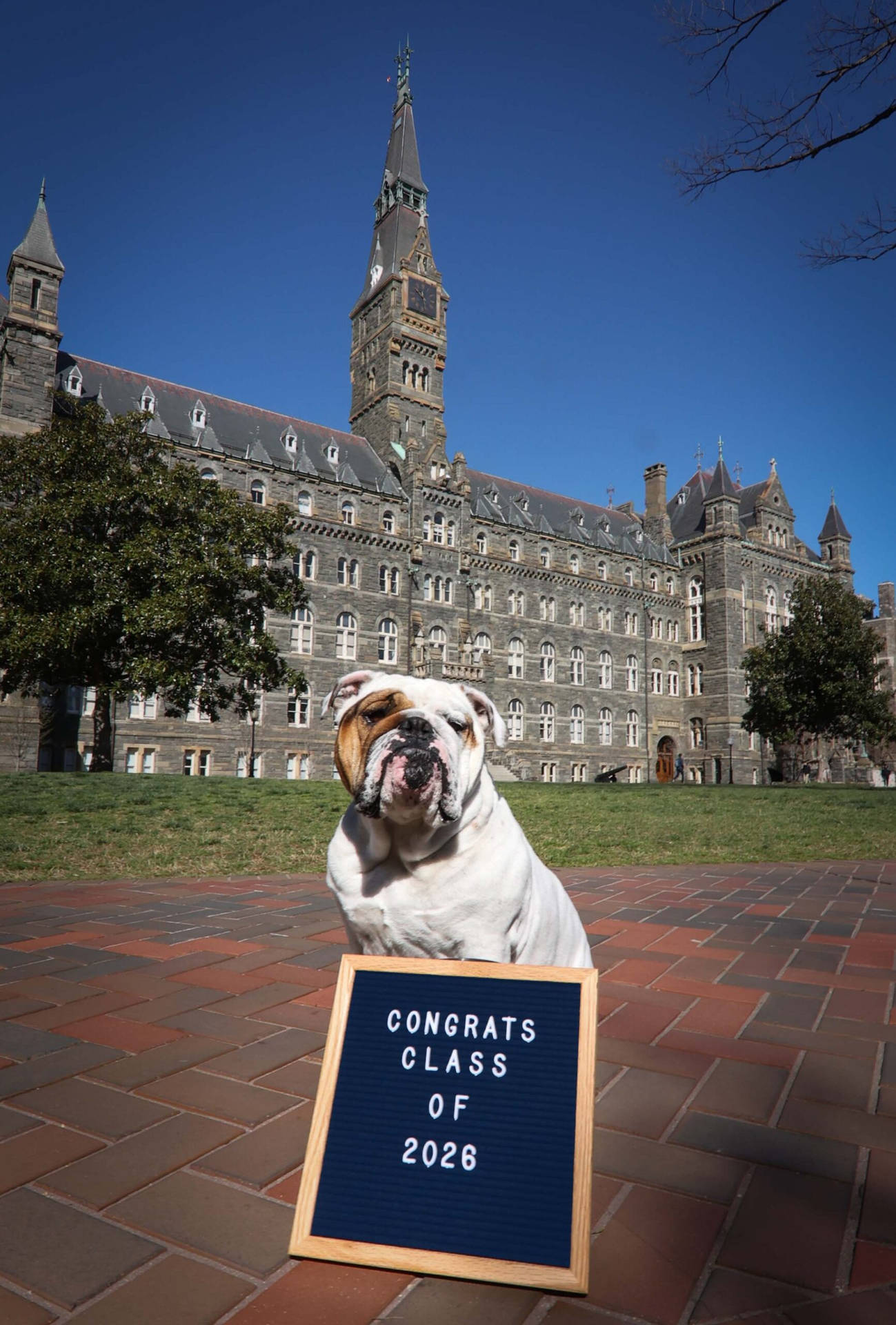 Mascotadel Bulldog De La Universidad De Georgetown Fondo de pantalla
