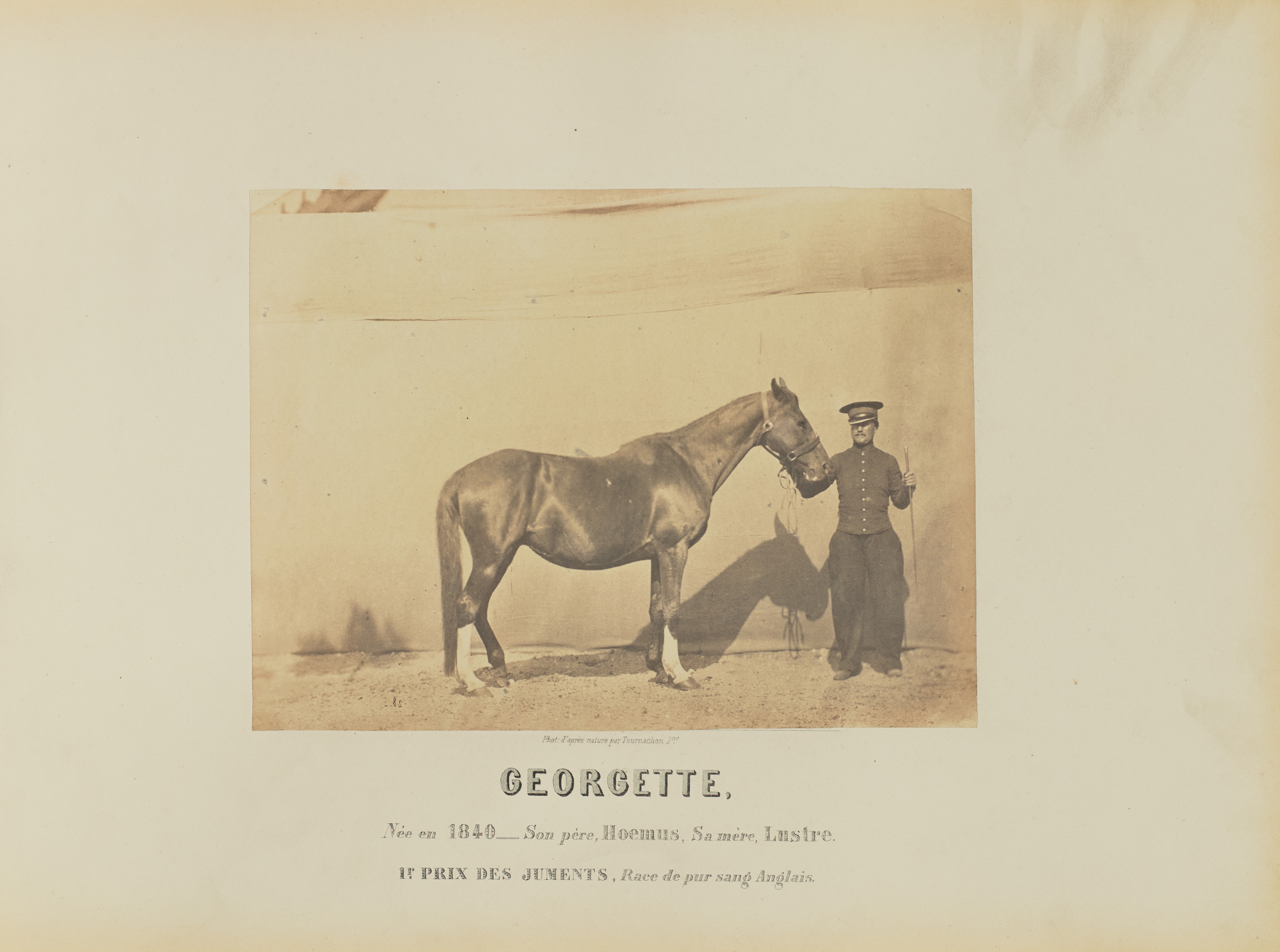 Georgette Wallpaper