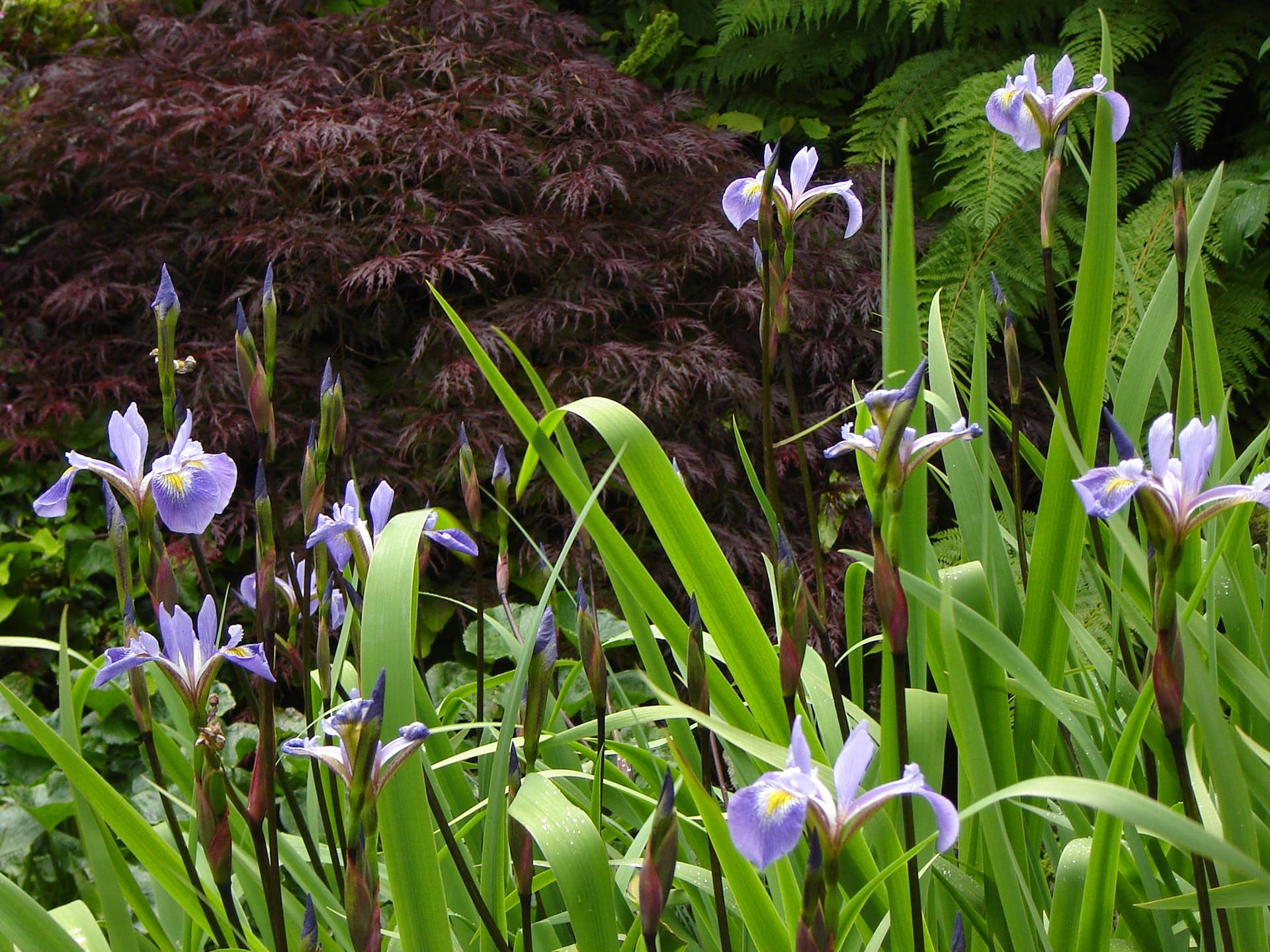 Gerald Darby Iris Flowers