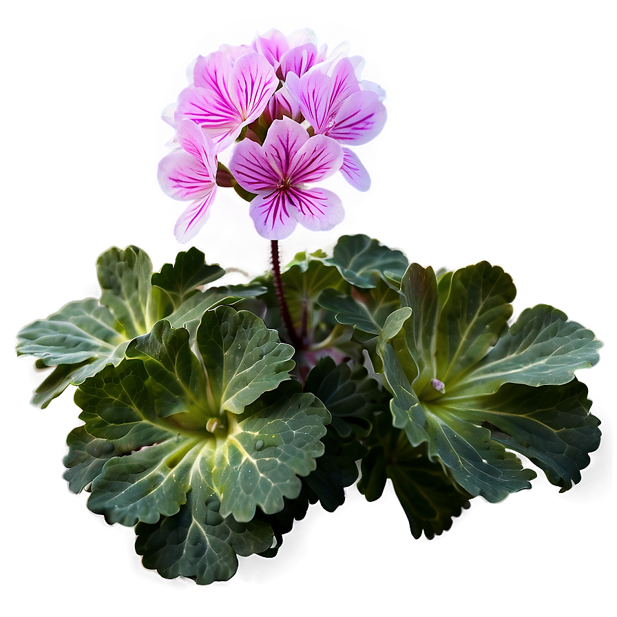 Geranium Flower Bush Png Svd72 PNG