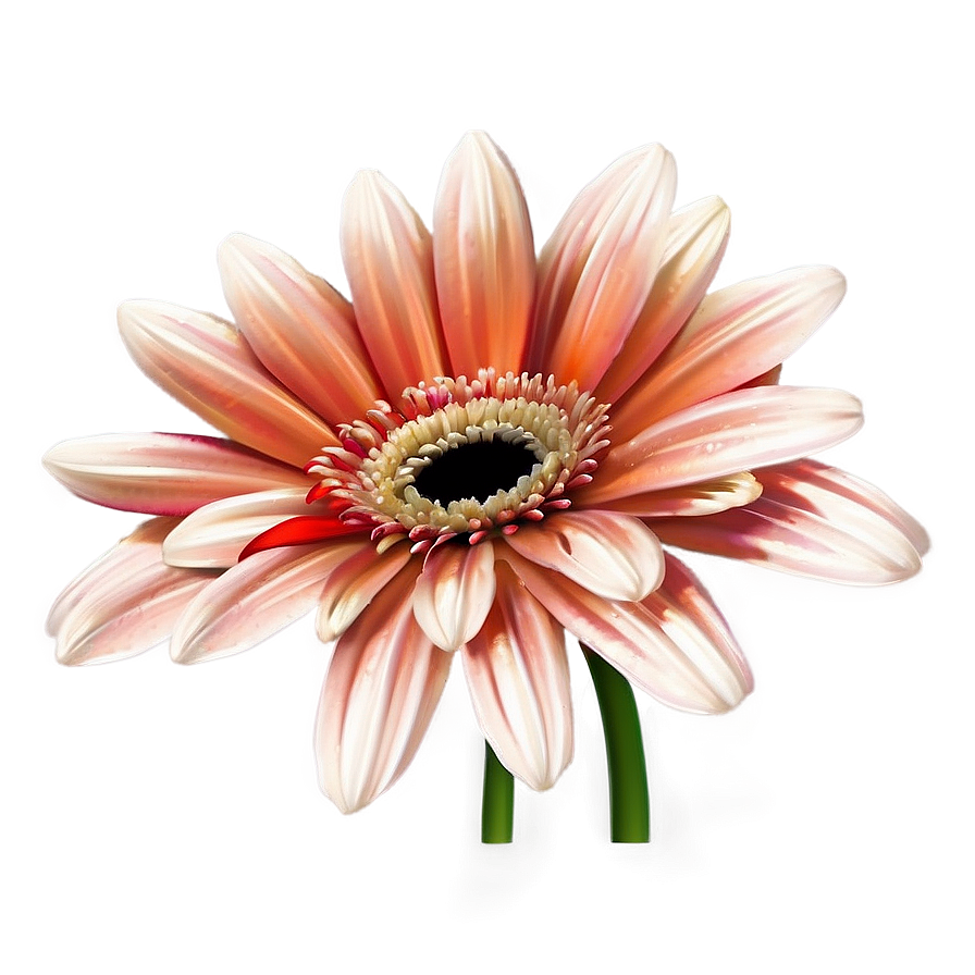 Gerbera Flower Transparent Png 05252024 PNG