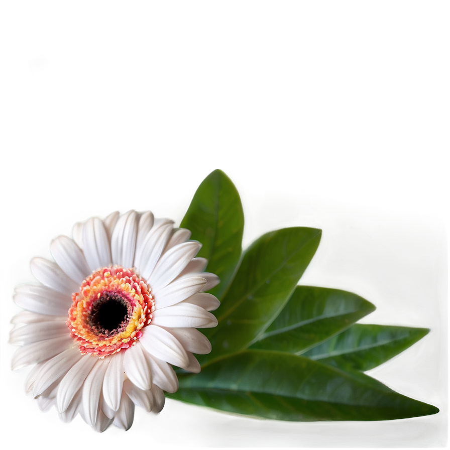 Gerbera Flower Transparent Png 05252024 PNG