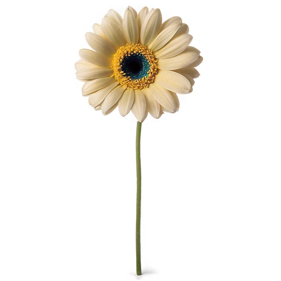 Gerbera Flower Transparent Png Wxo73 PNG