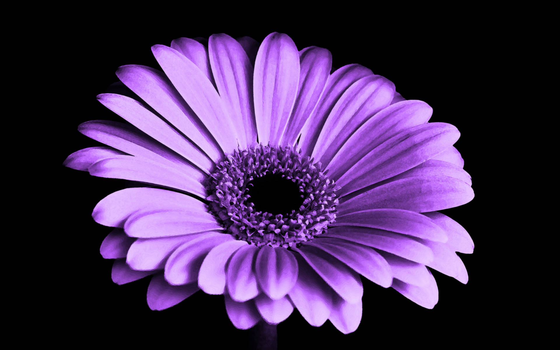Florde Gerbera Púrpura. Fondo de pantalla