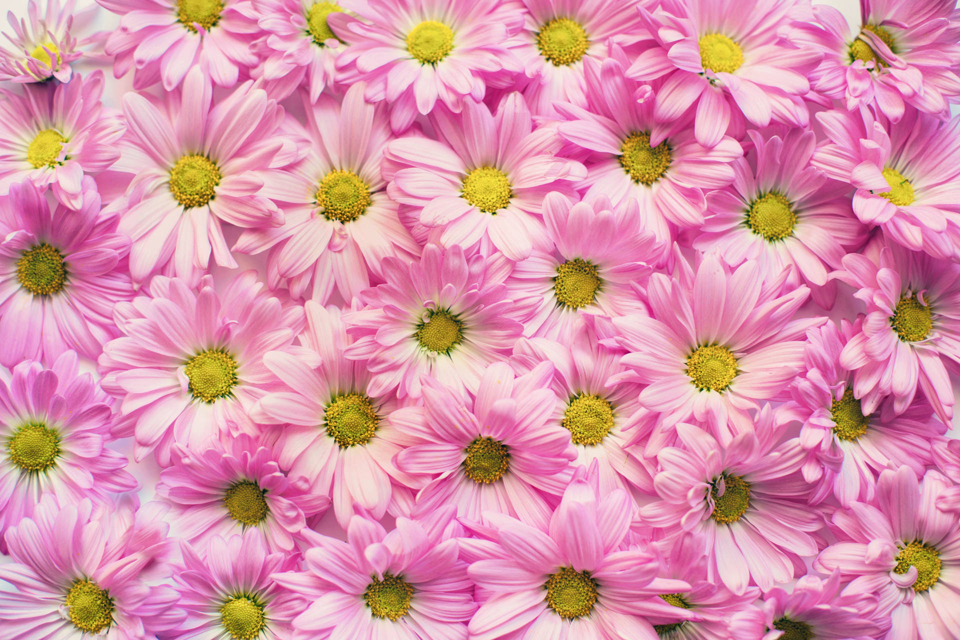 Gerbera Wall For Pink Flowers Aesthetic Background
