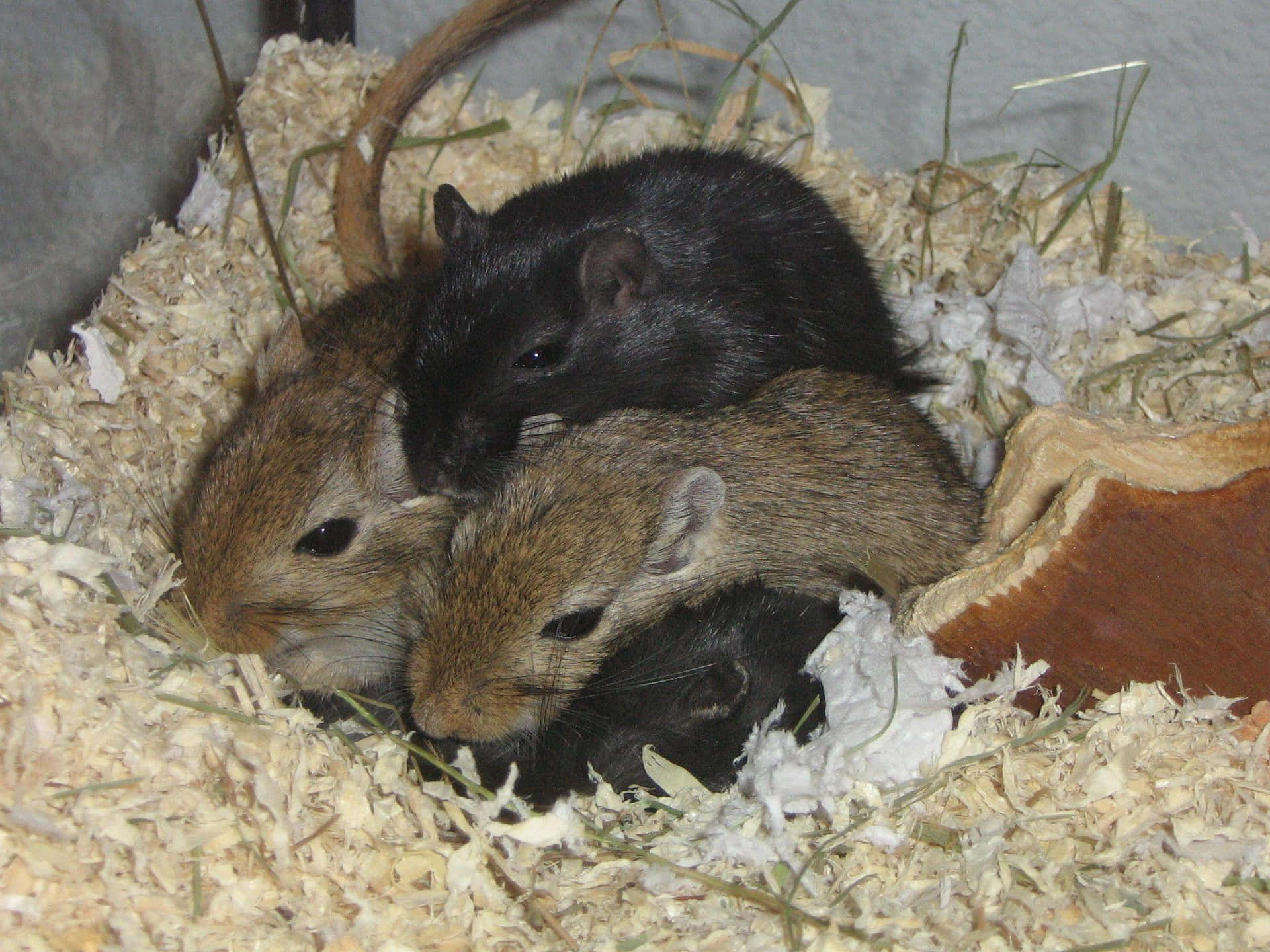 Gerbil Family Cuddling Wallpaper