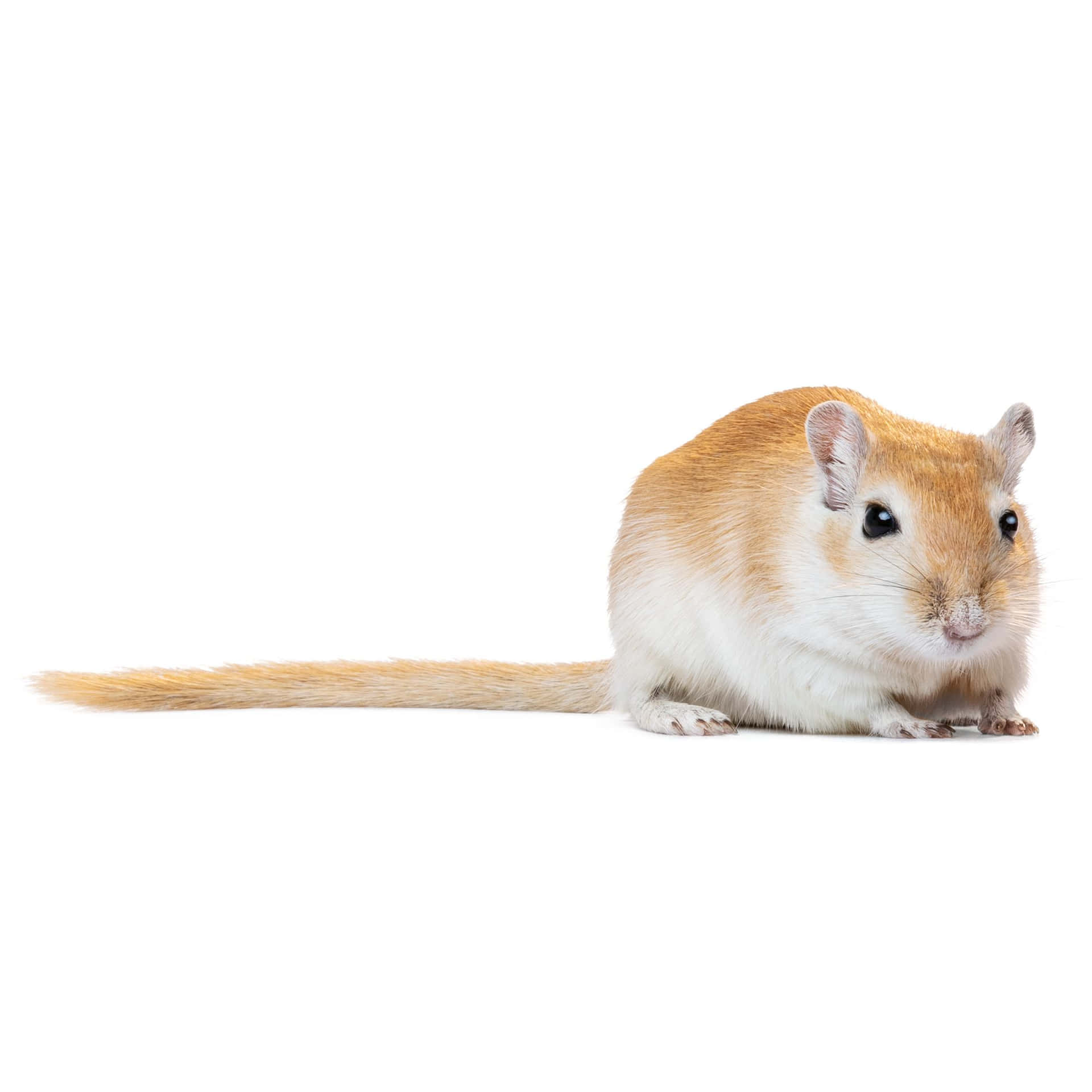 Gerbil Profile White Background.jpg Wallpaper