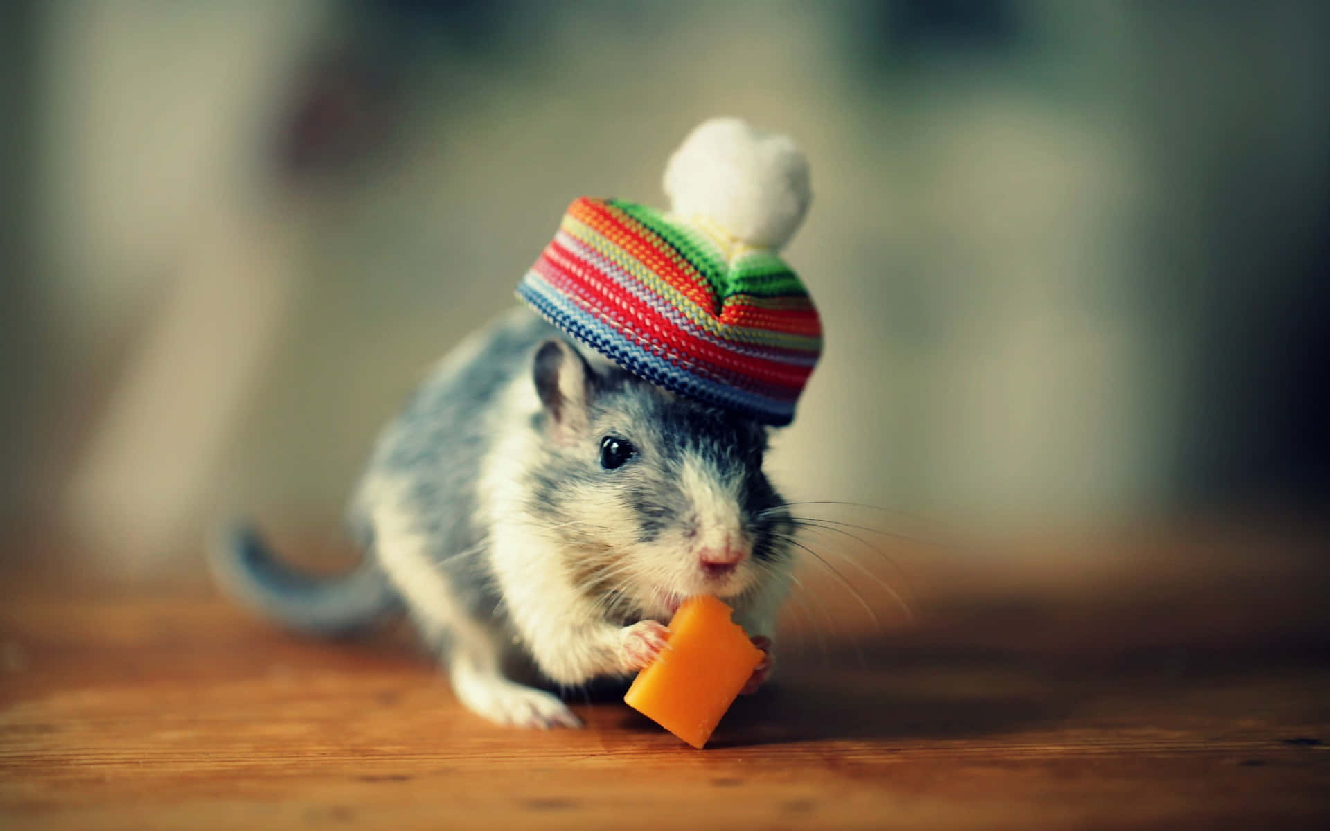 Gerbilin Colorful Hat Eating Cheese Wallpaper