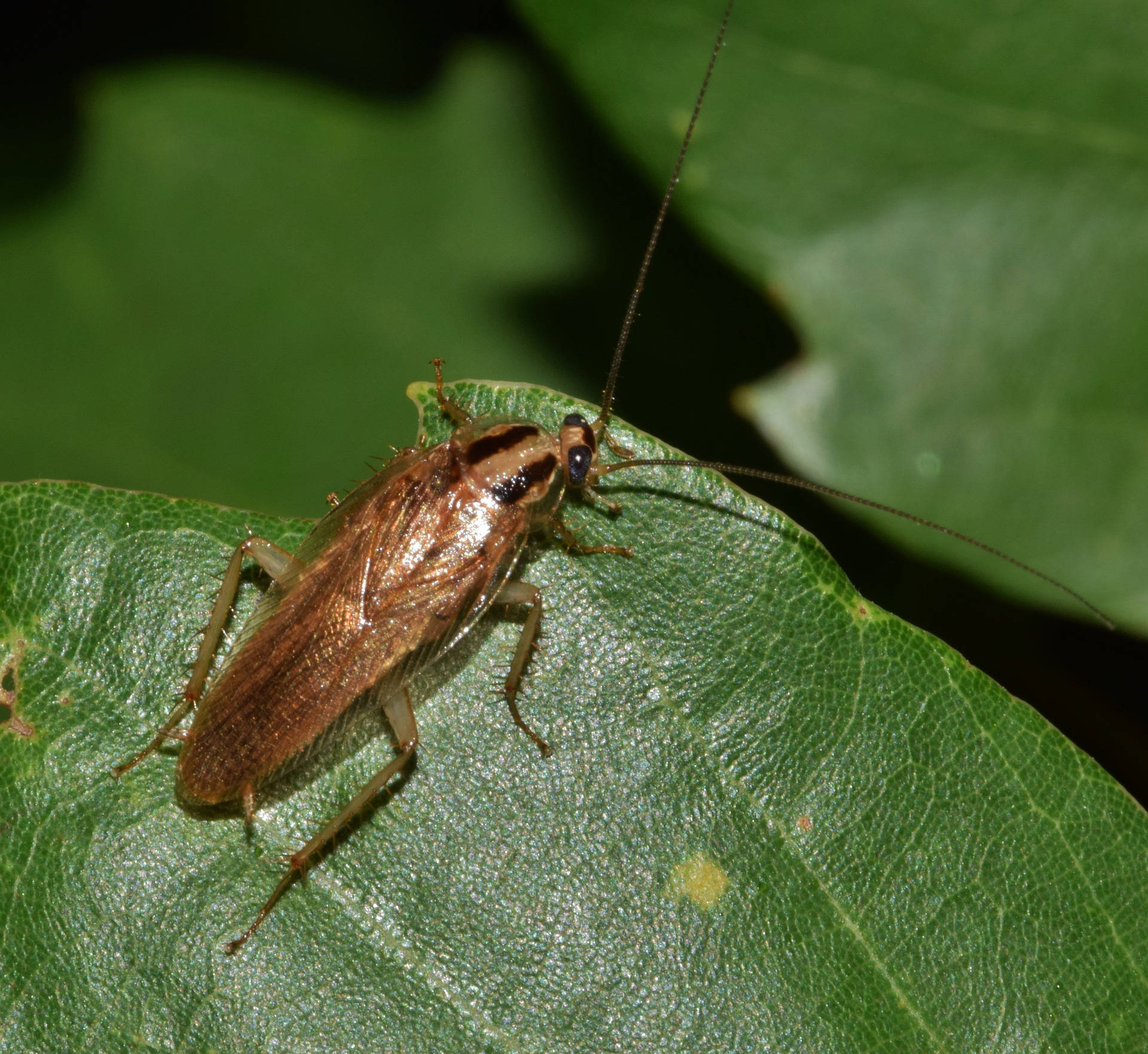 German Cockroach Eating Leaf Picture