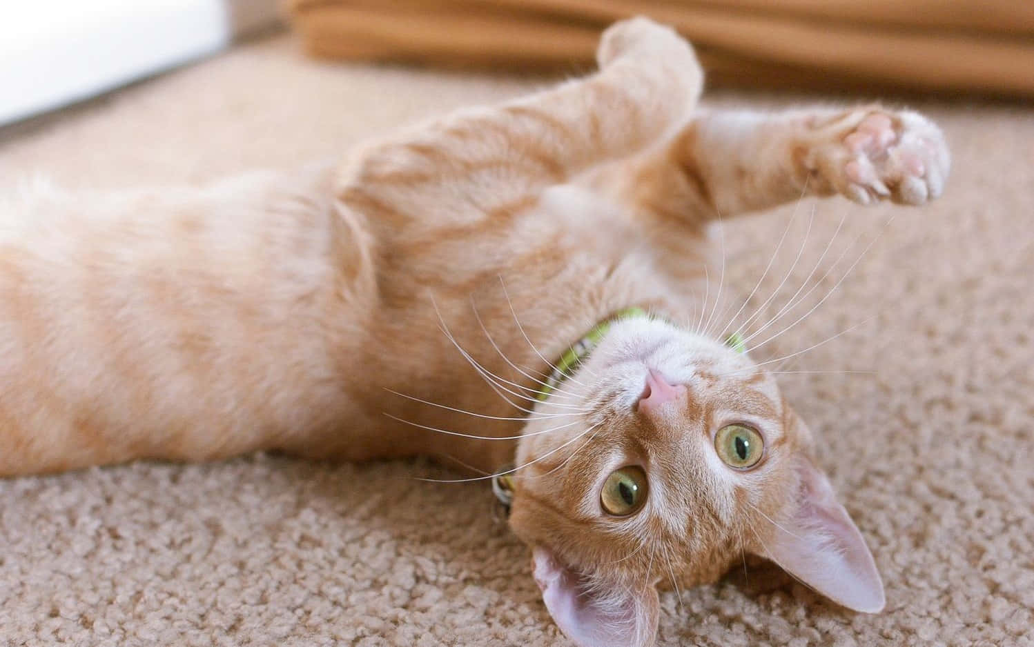 Adorable German Rex cat laying on the floor Wallpaper