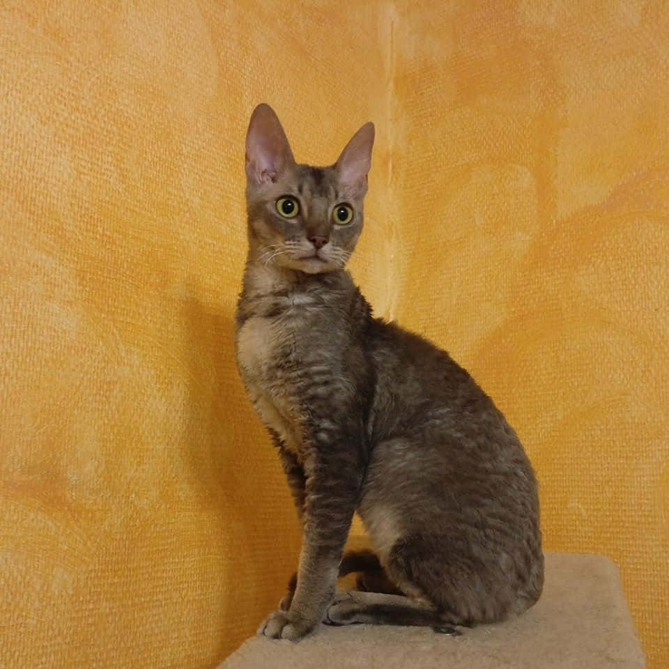 A German Rex cat lounges in a warm and cozy setting Wallpaper