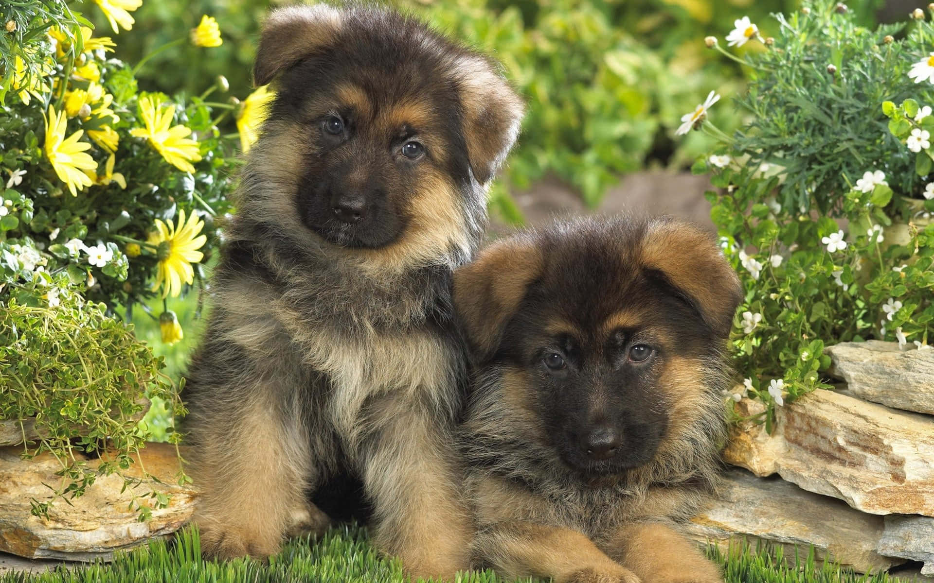 Two German Shepherd Puppies Sitting In The Grass