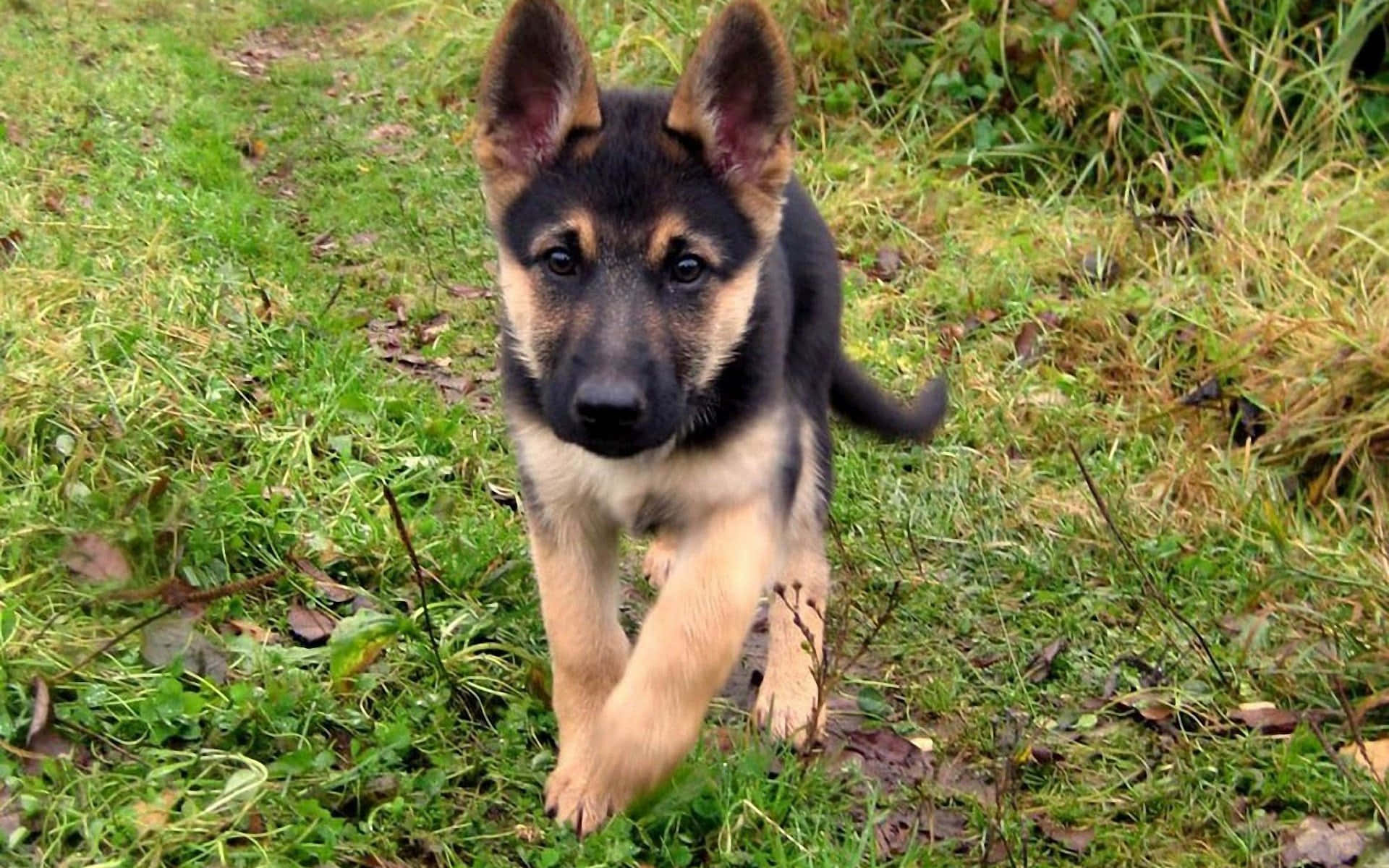 A German Shepherd Puppy Running Through The Grass