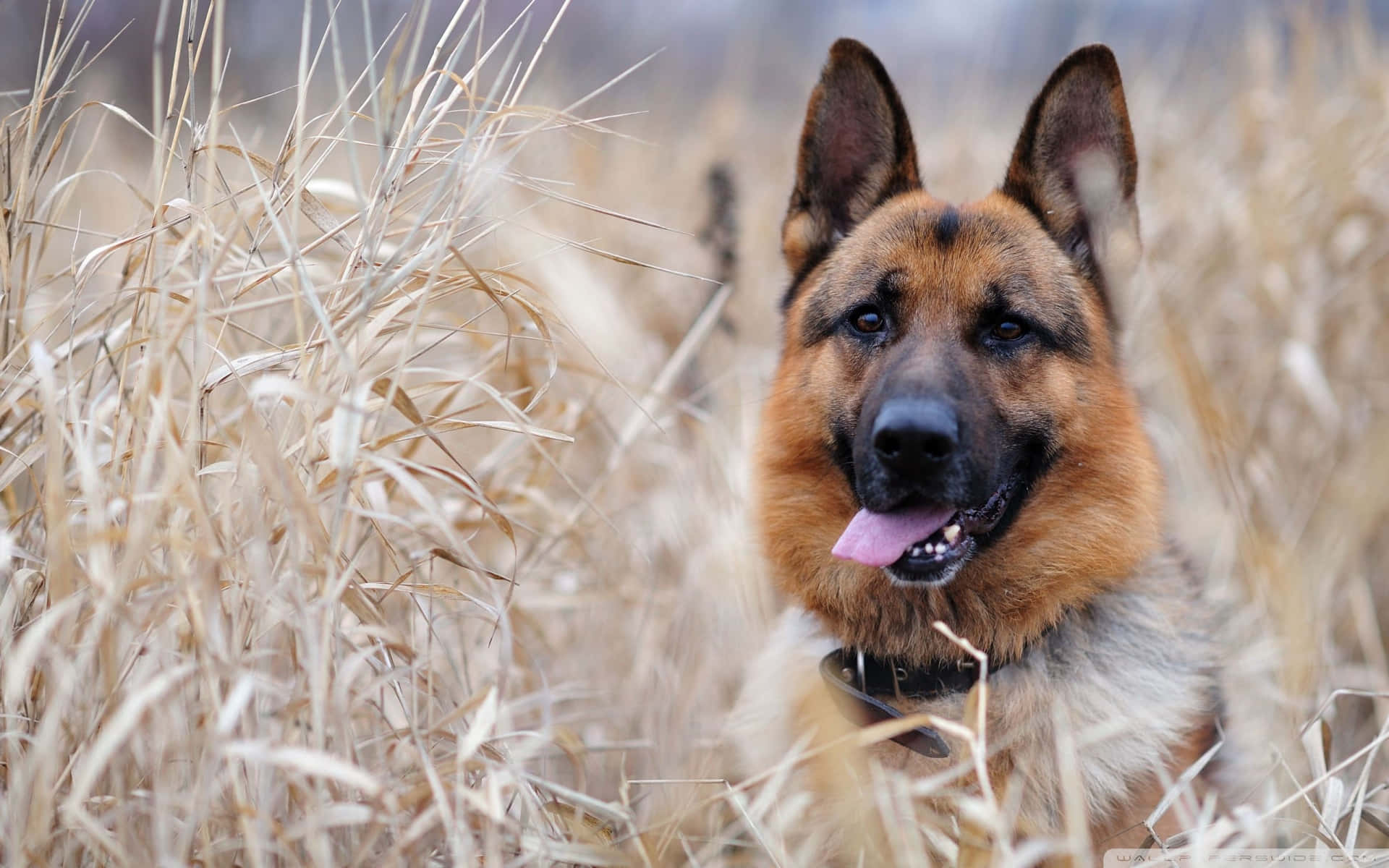 German Shepherd Dog In Tall Grass