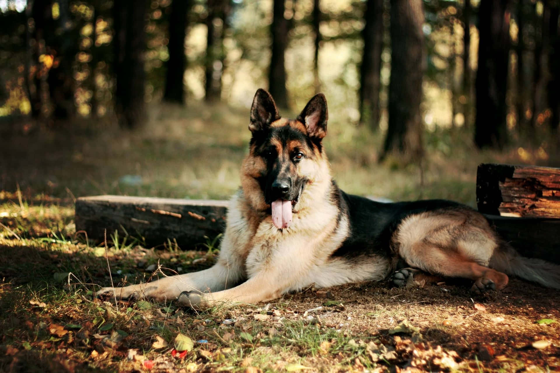 German Shepherd Dog Laying In The Woods