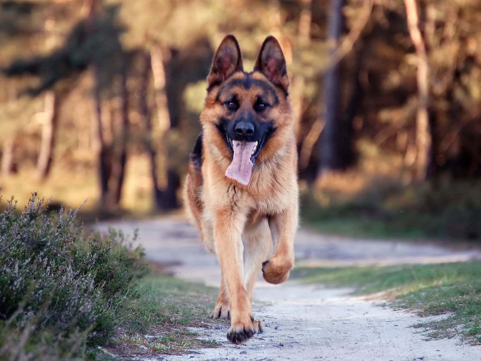 German Shepherd Dog Running On A Dirt Road