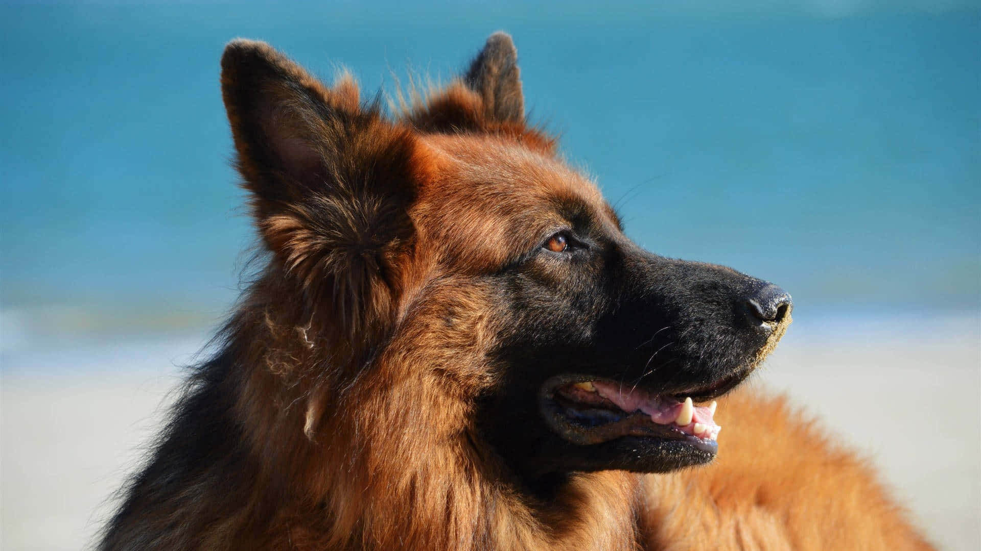 German Shepherd Dog On The Beach