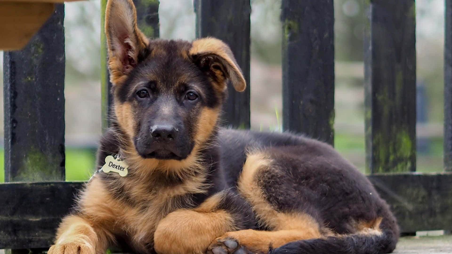 German Shepherd Puppy Laying On A Wooden Bench